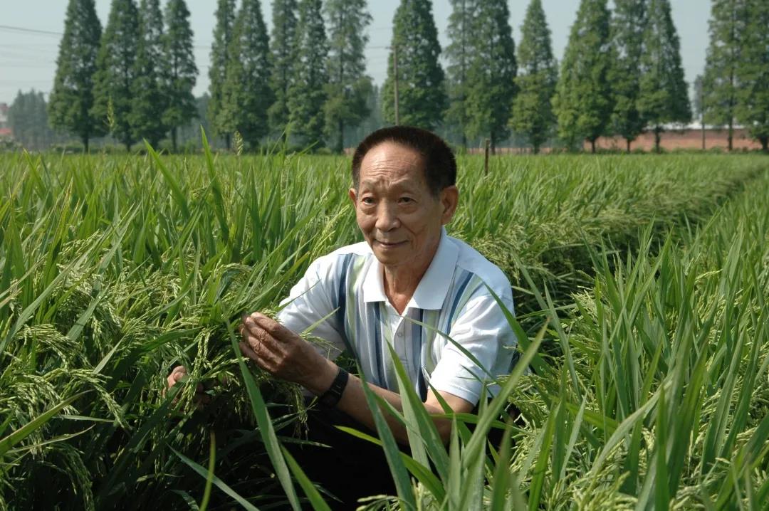 55年前，袁隆平這個"叛逆"結(jié)論，跨過"禁區(qū)"